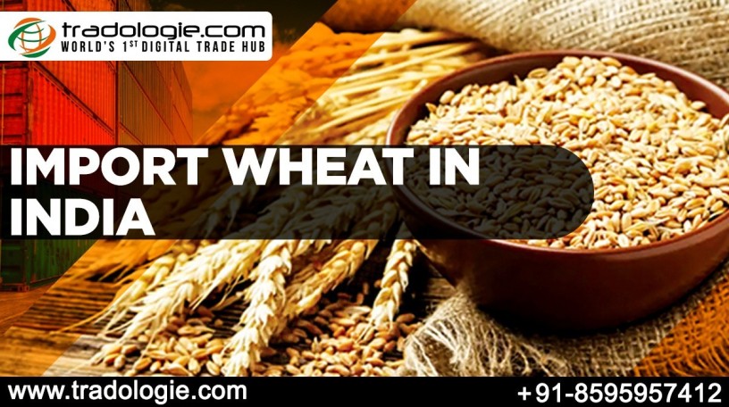 import-wheat-in-india-big-0