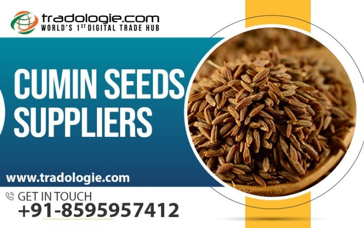cumin-seeds-suppliers-big-0