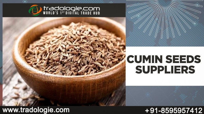 cumin-seeds-suppliers-big-0