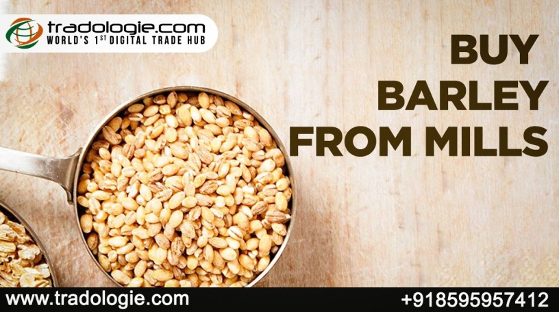 buy-barley-from-mills-big-0