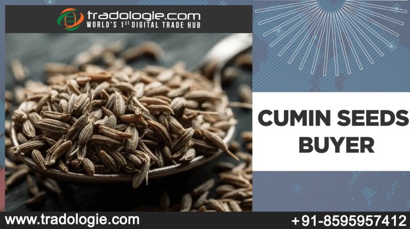 cumin-seeds-buyer-big-0