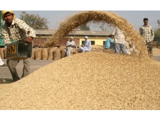 Barley wholesalers.