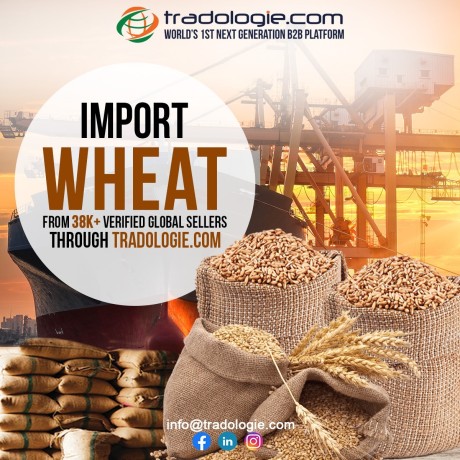 import-wheat-in-india-big-0