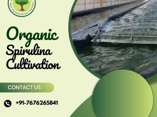 Organic Spirulina Farming | Efficient Spirulina Algae Cultivation